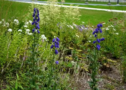 Combinez les anémones d'automne pour des rêves de fleurs jusqu'à l'automne