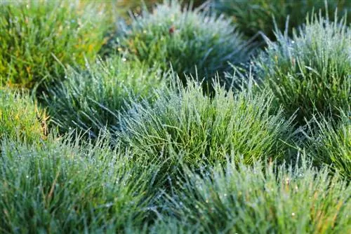 Which plants does bearskin grass harmonize best with?