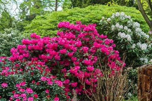 Kombinasie van azaleas: geskikte plantmaats vir jou tuin