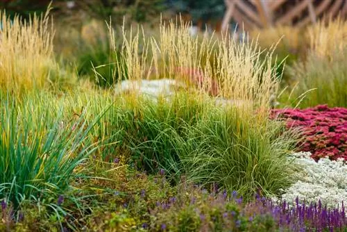 Menggabungkan rumput: petua untuk susunan taman yang harmoni