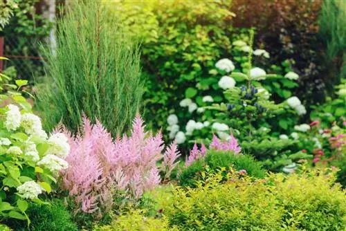 Etkileyici bahçe sahneleri için astilbe'yi nasıl birleştiririm?