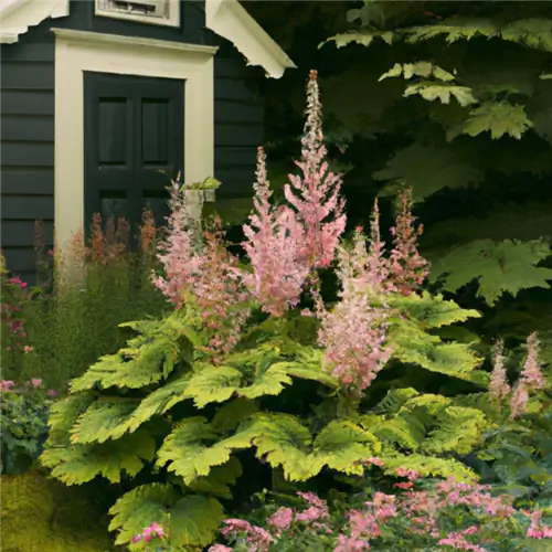 Combine astilbe with hostas in the bed