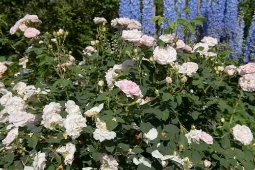 Kombineer floribunda-rose: Pragtige vennote in die roosbedding