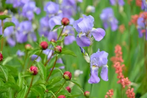 bebaarde iris-kombinasie