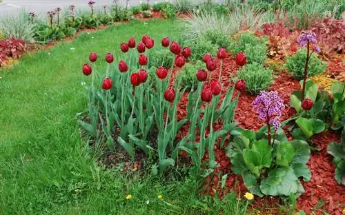 Bergenia et plantes compagnes : Créez une mer de fleurs