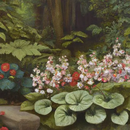 Kombineer begonias met elfspore in die bed