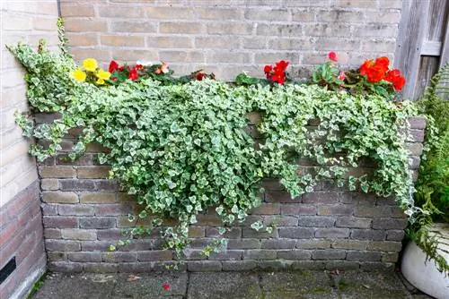 Hvilke planter harmonerer begonia med? Et utvalg