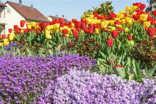 Combina cojines azules: encuentra plantas vecinas con estilo