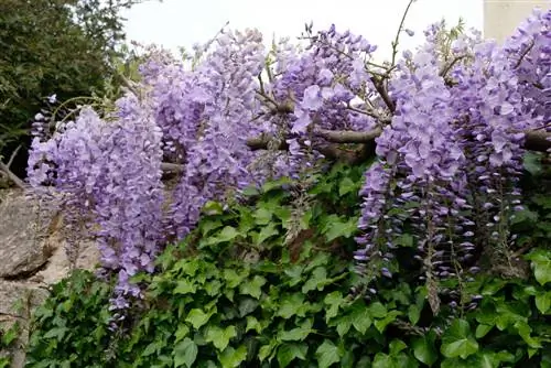 kết hợp wisteria