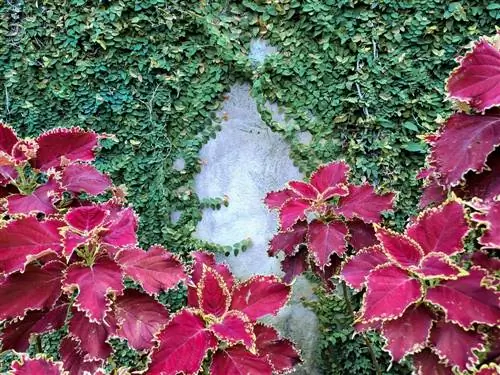 Mely növények illenek jól a coleushoz? Egy válogatás