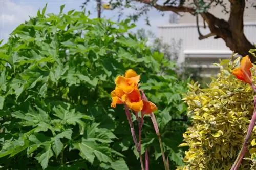 Combineer Canna: maak stijlvolle plantenarrangementen