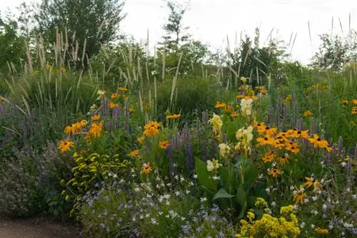 Combining scented nettle: The best plant partners & ideas