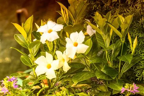 Partenaires parfaits : Quelles plantes se marient bien avec Dipladenia ?