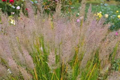 Diamond grass: Ideal planting partner for a radiant garden