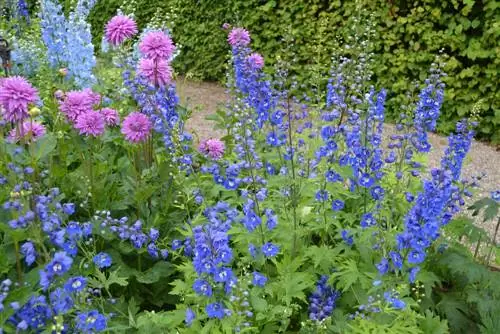 Combinando dalias: las plantas asociadas más bellas