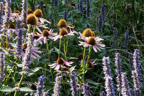 combinazione di echinacea