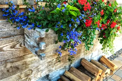 Combine fan flowers: magical inspiration for the garden and balcony