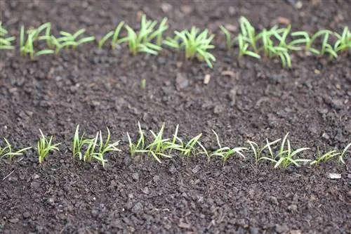 Venkel combineren: Groenten, kruiden en bloemen die erbij passen