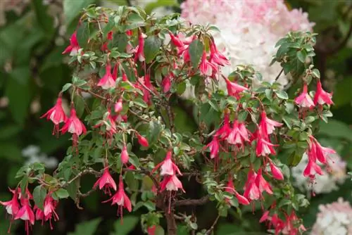 Combinando fucsia: consejos para parejas de plantas de ensueño