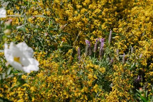 Kombinasie van besem: Die beste plantmaats en wenke