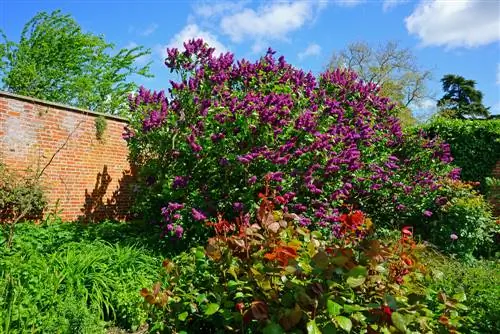 Combining lilacs: The most beautiful plant partners