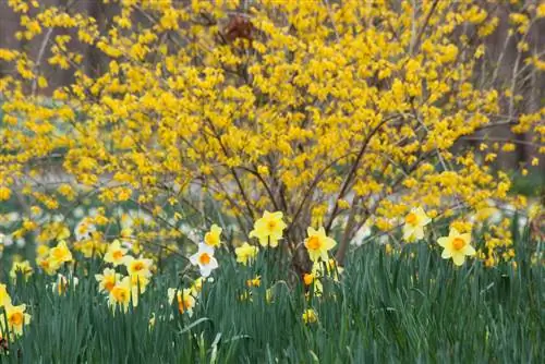 forsythia-kombinovať