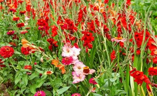 combinazione di gladioli