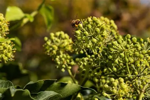 Klimop vir bye: hoekom is die plant so waardevol?