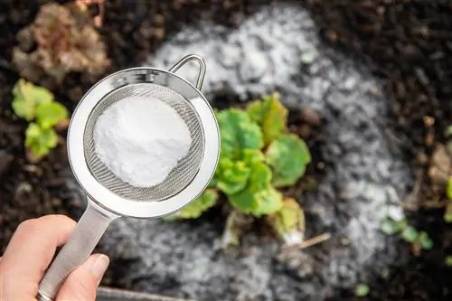 Snail protection in the garden: How does baking soda really help?