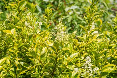 Combinando ligustro dorado: encontrar las mejores plantas compañeras