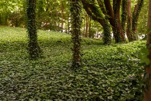 ivy অর্থ