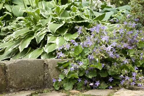 Bluebells საწოლებსა და ქოთნებში: შესანიშნავი კომბინაცია