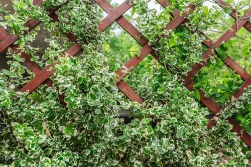 Wall greening without ivy: climbing plants for the whole year