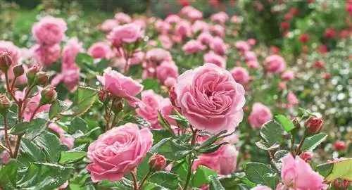 Forskellen mellem floribunda rose og ædel rose