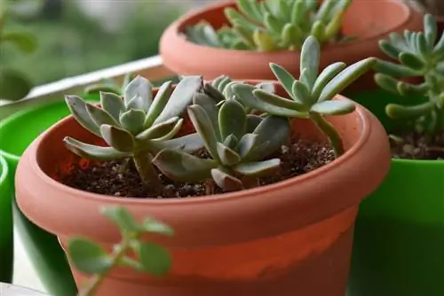 Echeveria grows tall: causes and solutions