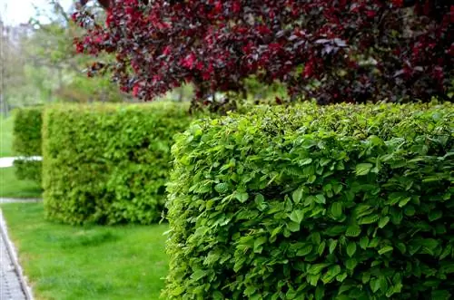 Combine hornbeam: ideas for attractive bed design