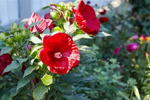 Hibiskus birləşdirin: Bağınız üçün əla əkin tərəfdaşları