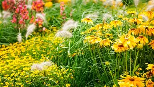 Combining grasses and perennials: Tips for harmonious gardens