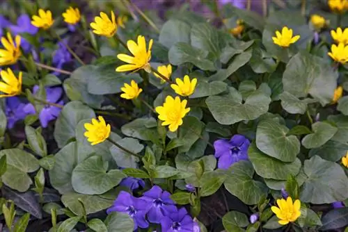 Quelles plantes se marient bien avec les conifères ? Conseils et idées