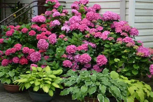 Hvilke planter passer godt sammen med hortensia? Ideer og tips