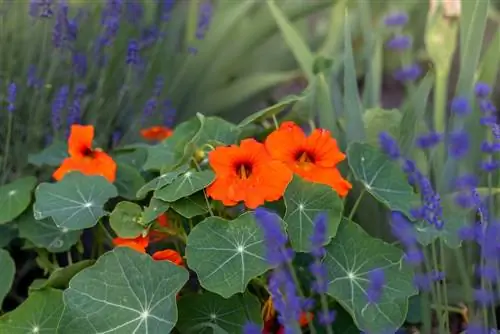 Pagsamahin ang mga nasturtium: Ang pinakamahusay na mga kasosyo sa pagtatanim