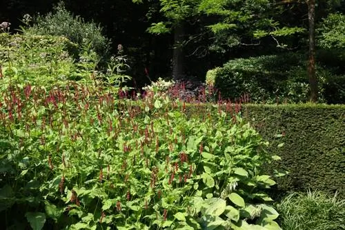 Candleweed i plantes acompanyants: combinacions harmòniques