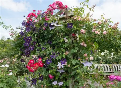 Combinazione di rose rampicanti