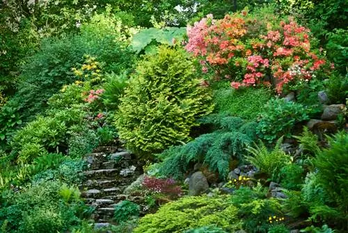 Combining conifers: The best planting partners and tips