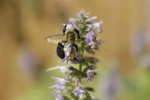 L'ortie parfumée comme pâturage pour les abeilles : pourquoi est-ce si important ?