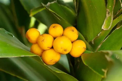 Cultiu d'un arbre de drac a partir de llavors: com fer-lo créixer amb èxit