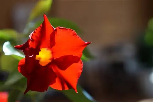 dipladenia blomster