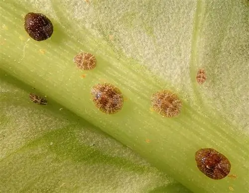 Riconoscere e combattere le cocciniglie sull'albero del drago: consigli