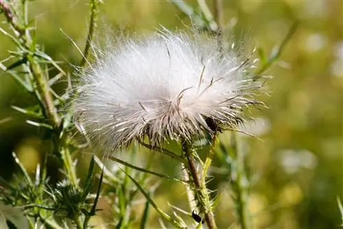 Benih thistle: Pemanenan, perbanyakan, dan penaburan menjadi mudah