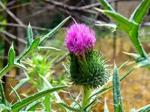 Соёл, шашин дахь Thistle-ийн гайхалтай утга